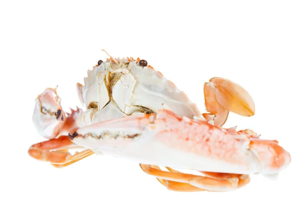 Blue crab, na białym tle — Zdjęcie stockowe