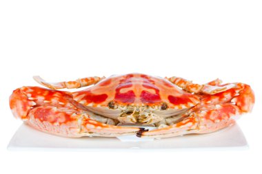 Mavi Yengeç, beyaz arka plan üzerinde izole