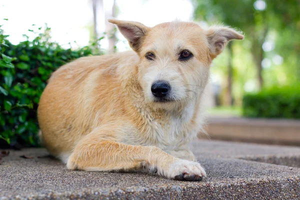 Brown dog looking away — Stock Photo, Image