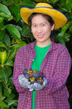 Kadın tarımcı el gösteren mangosteens