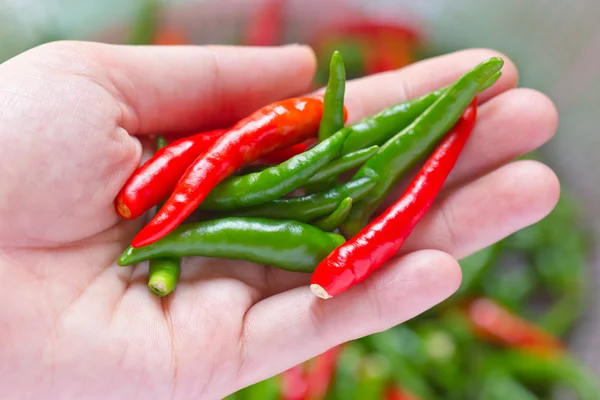 Woman hand holding fresh chili peppers — Stock Photo, Image
