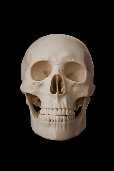 Menselijke schedel, geïsoleerd op zwarte achtergrond — Stockfoto