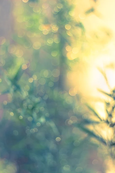 Twinkling lights vintage blurred natural bokeh — Stock Photo, Image