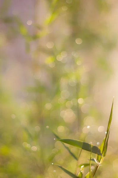 Twinkling lights vintage blurred natural bokeh — Stock Photo, Image