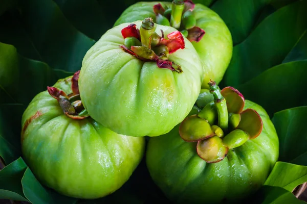 Stilleben med färska garcinia cambogia på trä bakgrund (Th — Stockfoto