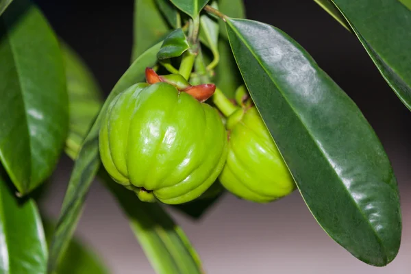 Garcinia cambogia colgando de un árbol en un huerto. (Hierba tailandesa ) — Foto de Stock