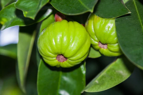 Garcinia cambogia colgando de un árbol en un huerto. (Hierba tailandesa ) — Foto de Stock