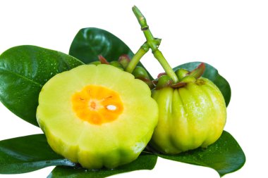 Close up garcinia cambogia on leaves. Isolated on white. clipart