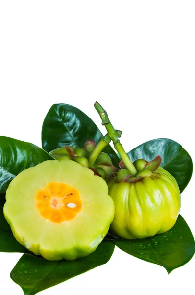 Garcinia cambogia levelek közelről. Elszigetelt fehér. — Stock Fotó