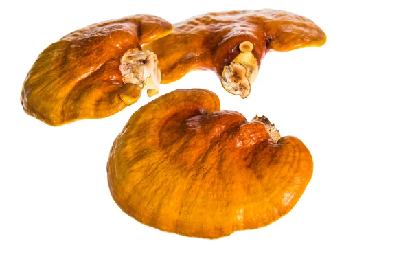 Lingzhi, Ganoderma lucidum aislado en blanco. Traditiona china — Foto de Stock