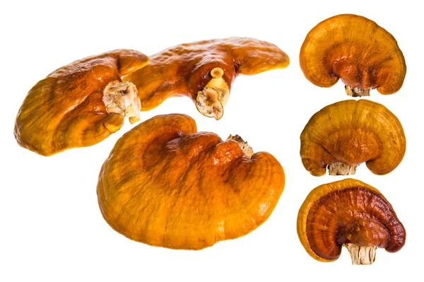 Sada Lingzhi, Ganoderma lucidum izolované na bílém. Čínská tra — Stock fotografie