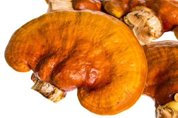 Lingzhi, Ganoderma lucidum aislado en blanco. Traditiona china — Foto de Stock