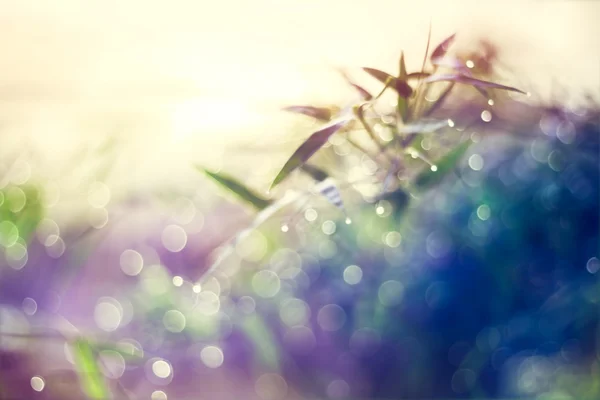 Natural bokeh from bamboo leaf, abstract and soft color style
