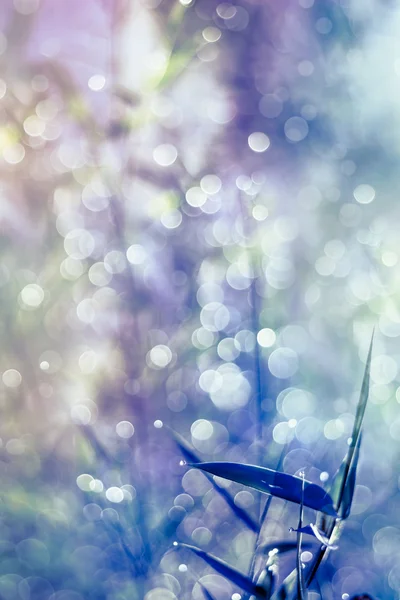 Natural bokeh from bamboo leaf, abstract and soft color style — Stock Photo, Image