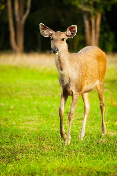 夏の森を歩く鹿 — ストック写真