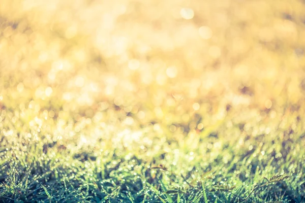 Abstract grass with drops on natural blurred background. Outdoors — Stock Photo, Image