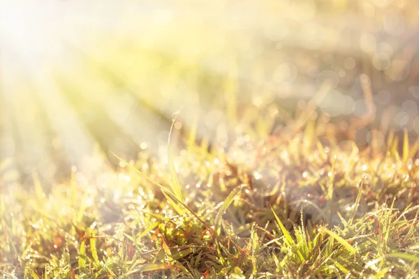 Beautiful grass and dew with ray of lights and bokeh at morning — Stock Photo, Image