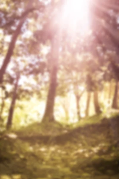 Natural background blurring with sun rays. Outdoors. — Stock Photo, Image