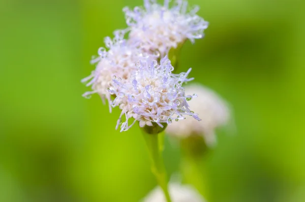 Close up de belas poaceae com orvalho sobre fundo borrado bokeh — Fotografia de Stock