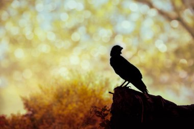 Bir karga bulanık arka plan üzerinde taş silüeti.