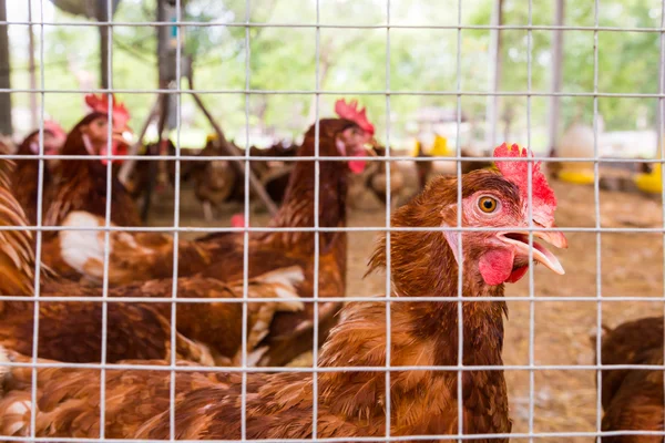 Flock of chickens in cage. Close up.