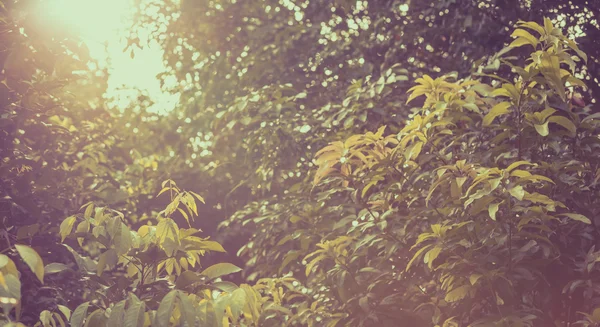 A tree branch in daylight, vintage picture style. — Stock Photo, Image