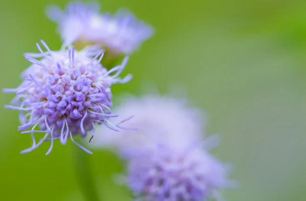 Close Up Of Beautiful Flower On Blurred Bokeh fundo. Ao ar livre . — Fotografia de Stock