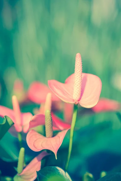 Beautiful spadix (Anthuriums) in the garden. — Stock Photo, Image