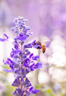 Pembe güzellik cosmos çiçekler güneş ışığı altında. İşlem çapraz