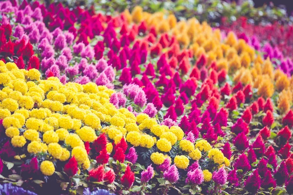 Colorful flower blooming in park, field of flowers. — Stock Photo, Image