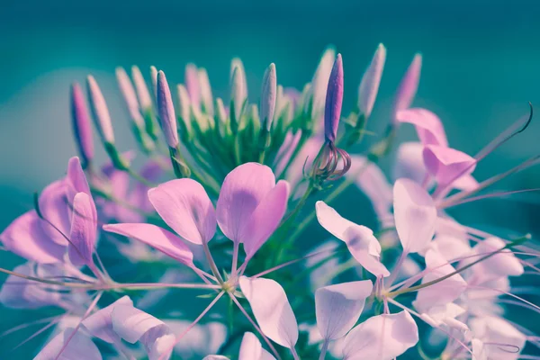 Beautiful pink floral use as background. Cross process. — Stock Photo, Image