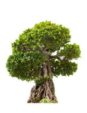 Beyaz arka plan üzerinde izole banyan, yeşil bonsai ağacı