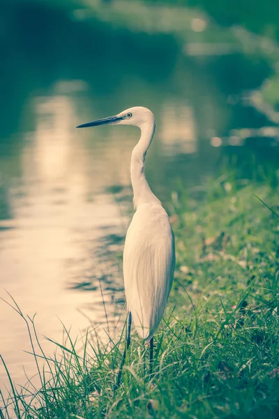 Animals in Wildlife - White Egrets. — Stock Photo, Image