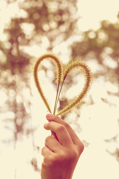 Human hand holding heart-shape grass flower. Love concept. — Stock Photo, Image