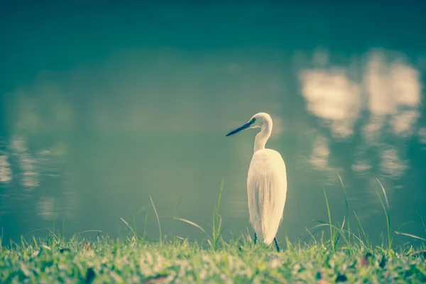 Animales en la vida silvestre - Garzas blancas . — Foto de Stock