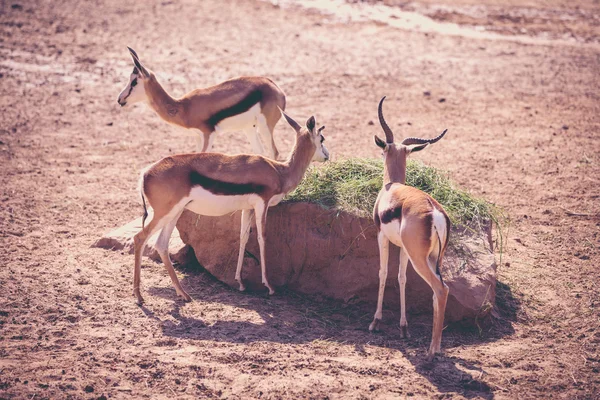 Flock of the gemsbok é um grande antílope do gênero Oryx. Outd. — Fotografia de Stock