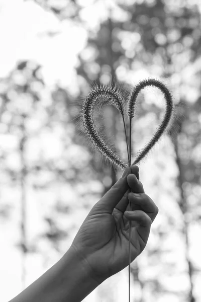 Human hand holding heart-shape grass flower. Love concept. — Stock Photo, Image