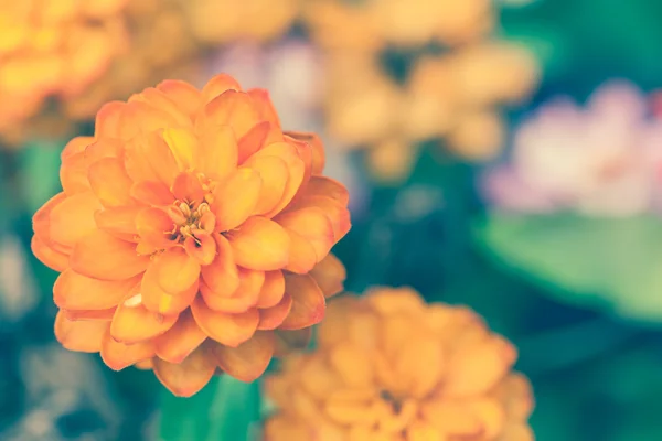 Close up orange flower. Beautiful floral use as background. — Stock Photo, Image