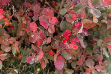 Sonbahar yaprakları, sarı, turuncu ve kırmızı, arka plan