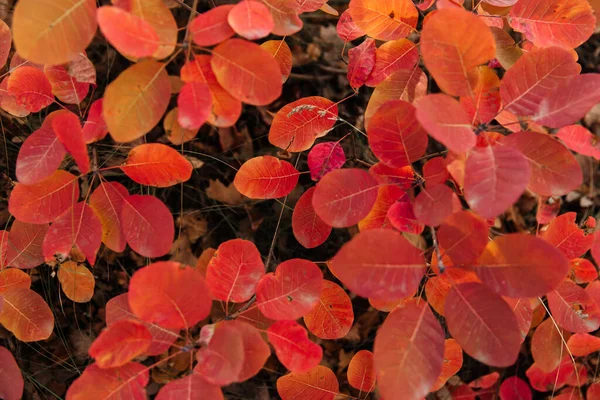 Autumn Leaves Yellow Orange Red Background — Stock Photo, Image