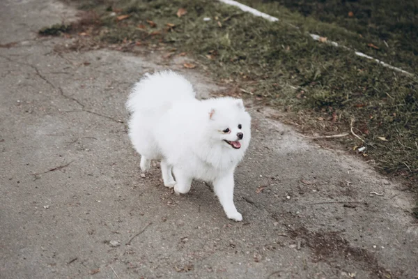 Frumos Cuplu Tânăr Plimbări Toamnă Câini Pomeranian Parc — Fotografie, imagine de stoc