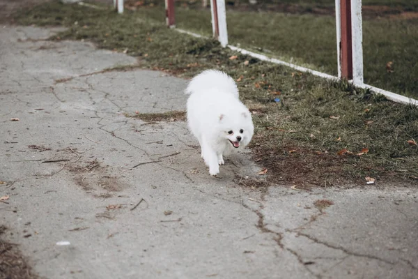 Sonbaharda Parkta Köpeklerle Pomeranian Lılarla Gezen Güzel Bir Çift — Stok fotoğraf