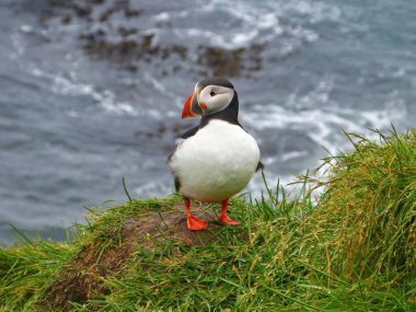 Martı kuşu yaz boyunca İzlanda 'da doğal ortamında ve vahşi doğasında