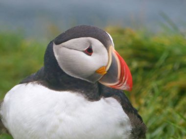 Martı kuşu yaz boyunca İzlanda 'da doğal ortamında ve vahşi doğasında