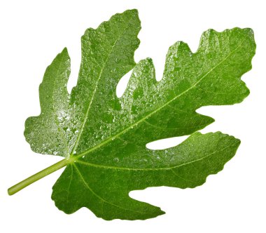 Beyaz arkaplanda ıslak, zıt incir yaprağı var. Kırpma yolu olan yeşil incir yaprağı.