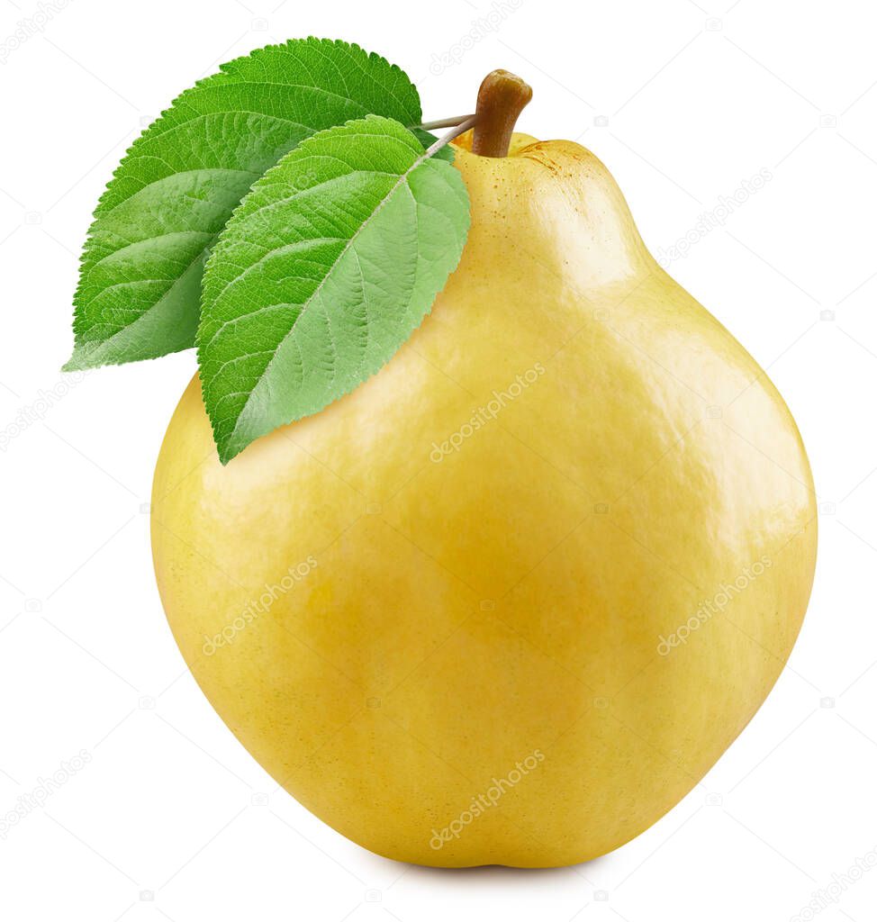 One whole quince with leaves isolated on white background, retouched for your project. Quince with clipping path