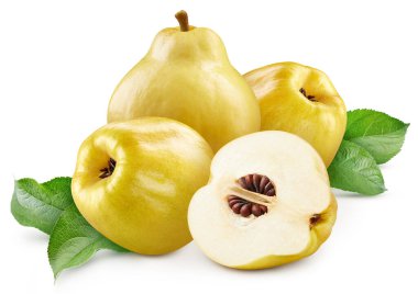 Ayva yaprağı beyaza saçılmış. Taze ayva yaprağı. Ayva kırpma yolu. Tam alan derinliği