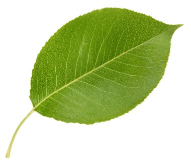 Armut yaprağı beyaz arka planda izole edilmiş. Kırpılmış yapraklı armut. Görüntü yığını tam derinlikteki alan makro görüntüsü