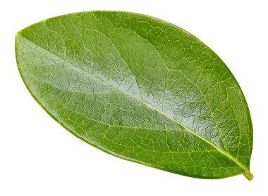 Beyaz arka planda fındık yaprağı izole edilmiş. Yaprak badem, şam fıstığı, kesilmiş fıstık. Görüntü yığını tam derinlikteki alan makro görüntüsü