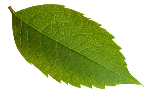 Hoja Nuez Aislada Sobre Fondo Blanco Hoja Almendra Pistacho Cacahuetes — Foto de Stock